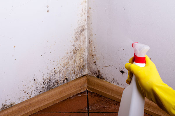 How to clean the mold on the walls or ceiling